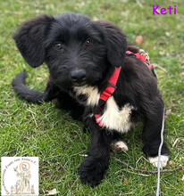 KETI, Hund, Terrier-Dackel-Mix in Lippetal - Bild 3