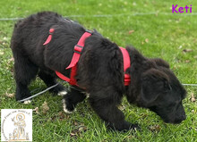 KETI, Hund, Terrier-Dackel-Mix in Lippetal - Bild 4