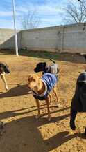 NANO, Hund, Podenco in Spanien - Bild 10