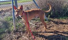 NANO, Hund, Podenco in Spanien - Bild 4