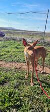 NANO, Hund, Podenco in Spanien - Bild 7