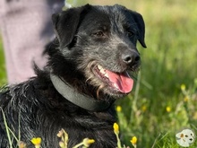 PIMENTA, Hund, Terrier-Mix in Portugal - Bild 1