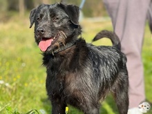 PIMENTA, Hund, Terrier-Mix in Portugal - Bild 3