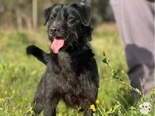 PIMENTA, Hund, Terrier-Mix in Portugal - Bild 4