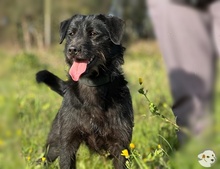 PIMENTA, Hund, Terrier-Mix in Portugal - Bild 5