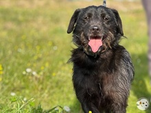 PIMENTA, Hund, Terrier-Mix in Portugal - Bild 6