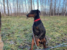 MILLI, Hund, Dobermann in Ungarn - Bild 1