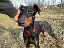 MILLI, Hund, Dobermann in Ungarn - Bild 2