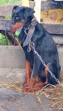 MILLI, Hund, Dobermann in Ungarn - Bild 3