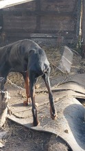 MILLI, Hund, Dobermann in Ungarn - Bild 4