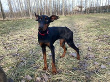 MILLI, Hund, Dobermann in Ungarn - Bild 5