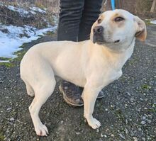 AISHA, Hund, Labrador-Mix in Slowakische Republik - Bild 2