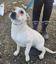 AISHA, Hund, Labrador-Mix in Slowakische Republik - Bild 4