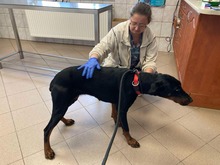 INJA, Hund, Dobermann in Ungarn - Bild 1