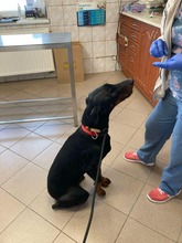 INJA, Hund, Dobermann in Ungarn - Bild 2