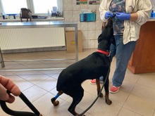 INJA, Hund, Dobermann in Ungarn - Bild 3