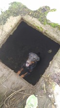 INJA, Hund, Dobermann in Ungarn - Bild 4