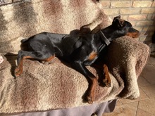 LYRA, Hund, Dobermann in Ungarn - Bild 1