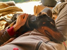 LYRA, Hund, Dobermann in Ungarn - Bild 2