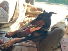 LYRA, Hund, Dobermann in Ungarn - Bild 3