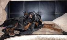 LYRA, Hund, Dobermann in Ungarn - Bild 5