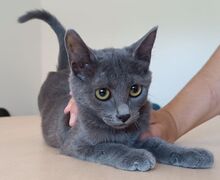 MARIE, Katze, Russisch Blau in Spanien - Bild 1