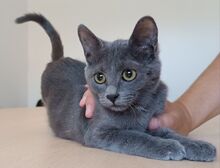 MARIE, Katze, Russisch Blau in Spanien - Bild 2