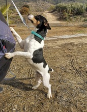 MICKEY, Hund, Bodeguero Andaluz-Mix in Spanien - Bild 10