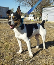 MICKEY, Hund, Bodeguero Andaluz-Mix in Spanien - Bild 14