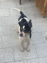 MICKEY, Hund, Bodeguero Andaluz-Mix in Spanien - Bild 3