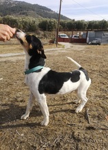 MICKEY, Hund, Bodeguero Andaluz-Mix in Spanien - Bild 7