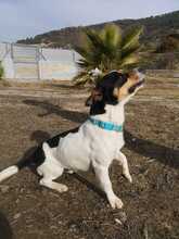 MICKEY, Hund, Bodeguero Andaluz-Mix in Spanien - Bild 8