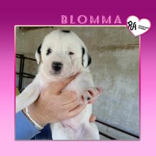 BLOMMA, Hund, Mischlingshund in Griechenland - Bild 1