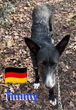 TIMMY, Hund, Podenco in Goch - Bild 1