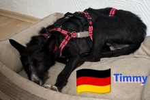 TIMMY, Hund, Podenco in Goch - Bild 10