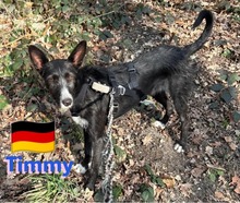 TIMMY, Hund, Podenco in Goch - Bild 11