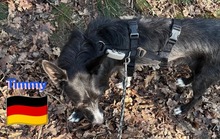 TIMMY, Hund, Podenco in Goch - Bild 2