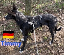 TIMMY, Hund, Podenco in Goch - Bild 3