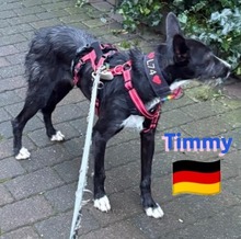 TIMMY, Hund, Podenco in Goch - Bild 4