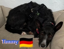 TIMMY, Hund, Podenco in Goch - Bild 5