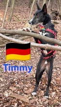 TIMMY, Hund, Podenco in Goch - Bild 6