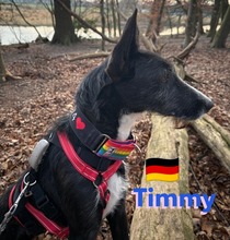 TIMMY, Hund, Podenco in Goch - Bild 8