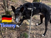 TIMMY, Hund, Podenco in Goch - Bild 9