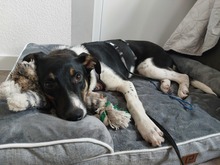 PEPE, Hund, Mischlingshund in Viersen - Bild 5