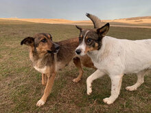 RADKA, Hund, Mischlingshund in Rastatt - Bild 5