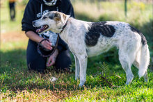 LEMON, Hund, Mischlingshund in Bulgarien - Bild 3