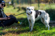 LEMON, Hund, Mischlingshund in Bulgarien - Bild 4