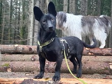 ARO, Hund, Mischlingshund in Hohentengen - Bild 1