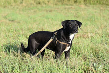 ATUIN, Hund, Mischlingshund in Hilden - Bild 3