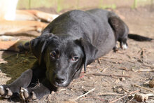 ATUIN, Hund, Mischlingshund in Hilden - Bild 5